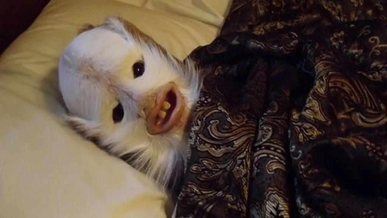 Einstein's Math Disgrace: ⁢He⁣ Failed MATH, but Genius Shined!