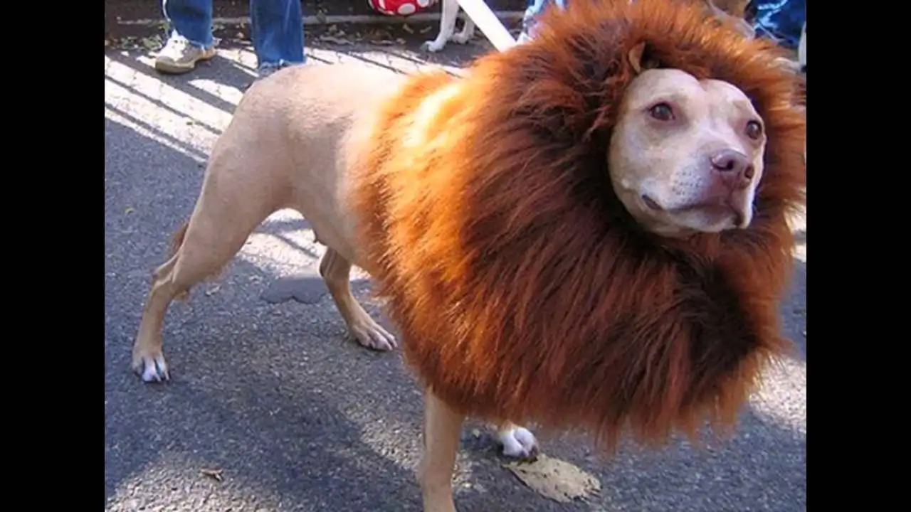 2. The Great ⁢Space Charade: ​Uncovering‍ the Lunatic Fringe