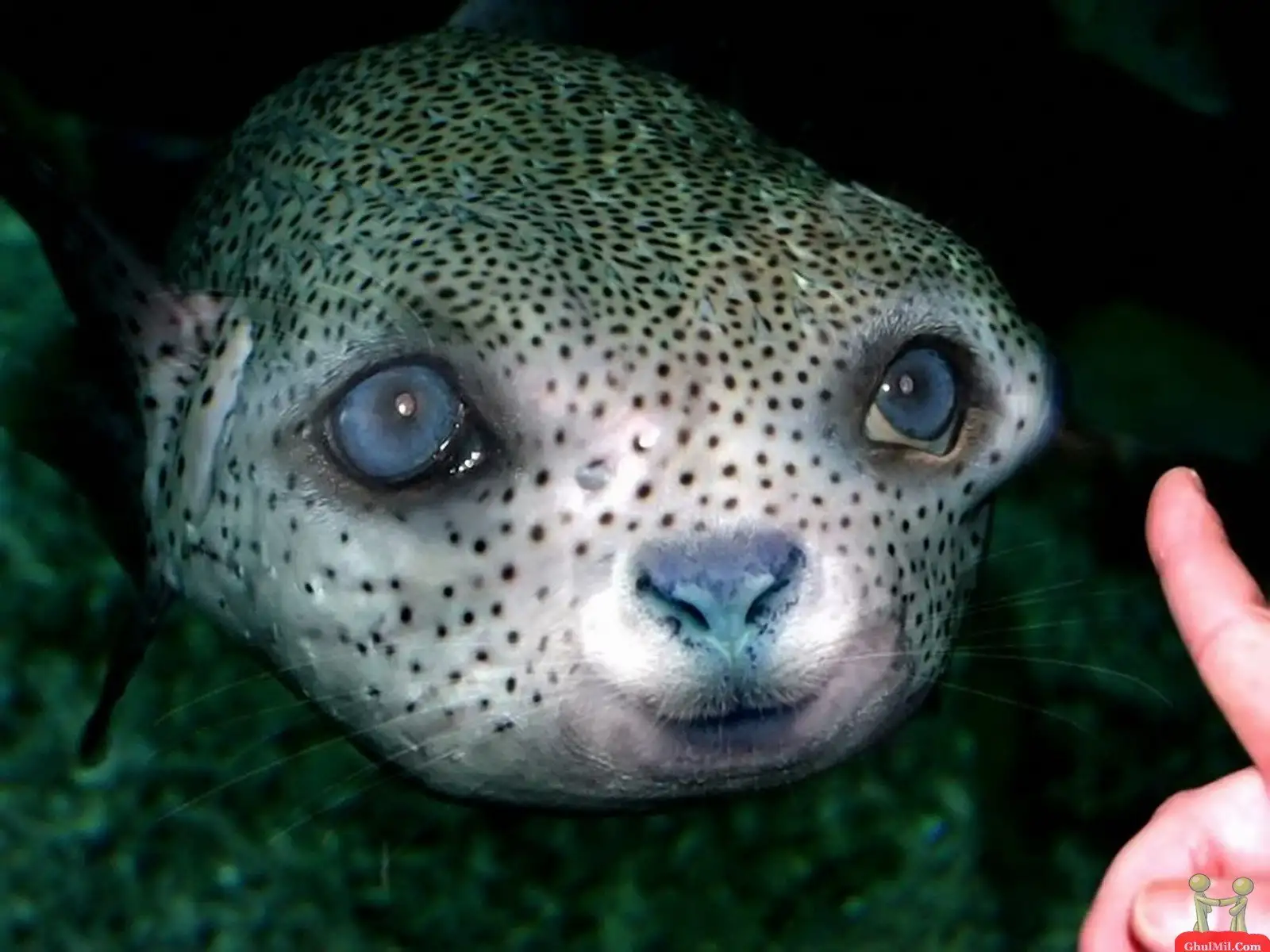 Slinky Spiders: Beware, Daddy Longlegs Pack a Punch!