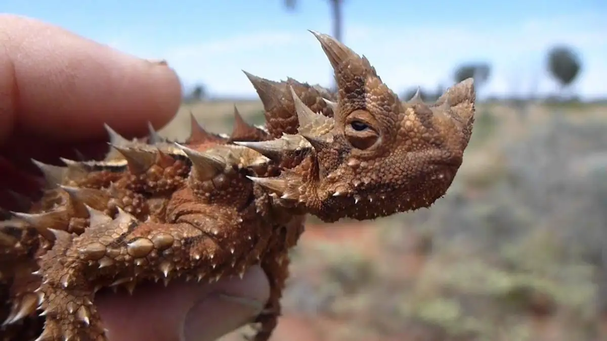 Heading 1: The Ugly Duckling Syndrome: A Surreal Yet Vivid Display⁢ of Nature's Dark ‍Side