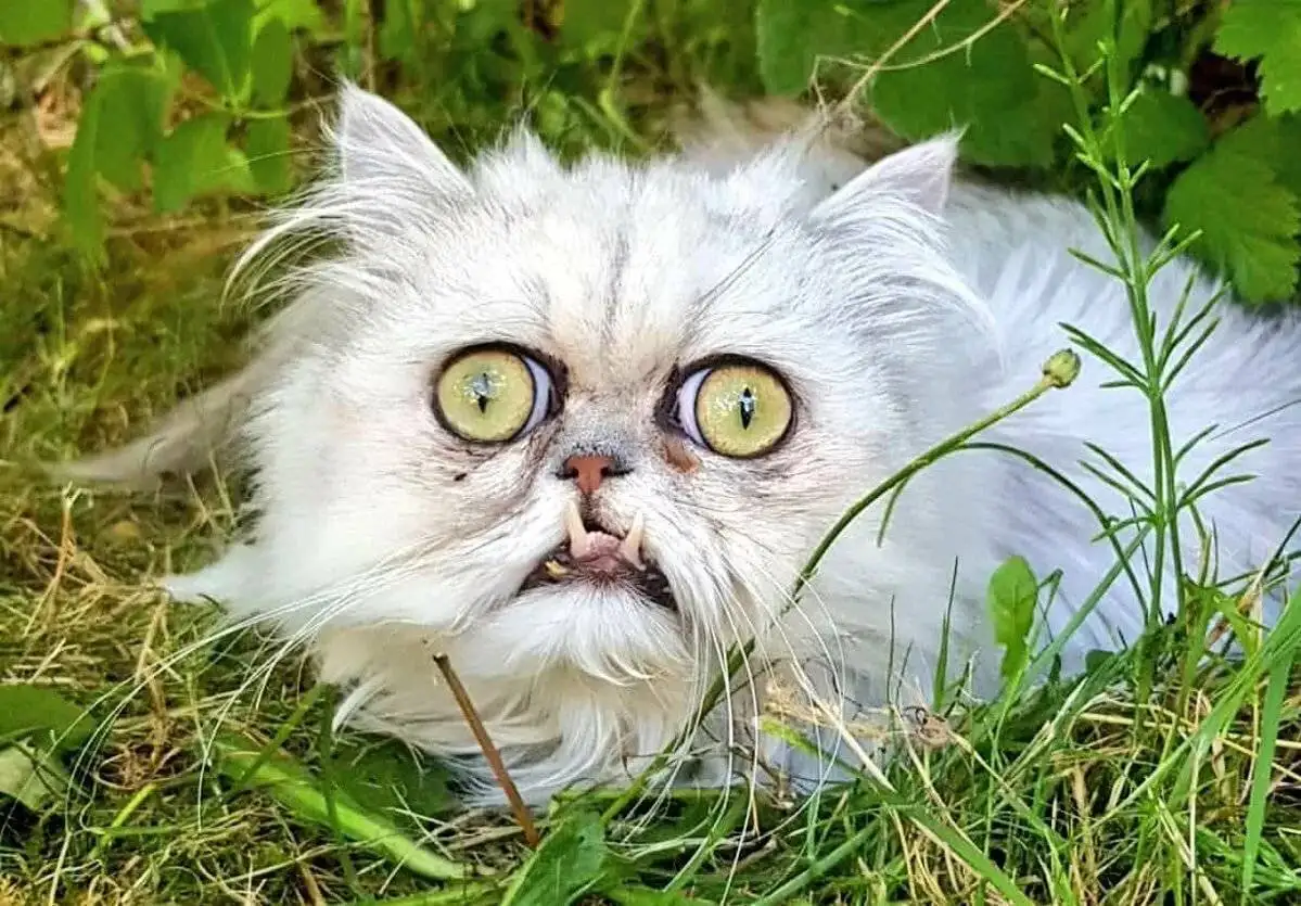 1. Eek! The Encroaching Enigma of Daddy Longlegs: A Glimpse into Their World