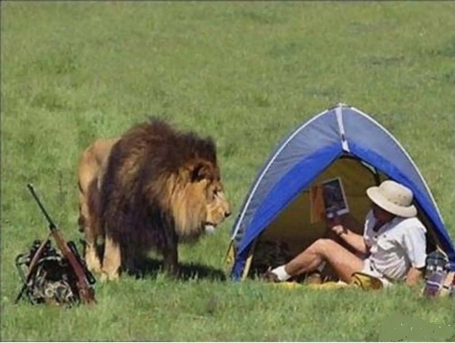 The Surprising Facts Behind Blood's Unusual Coloration