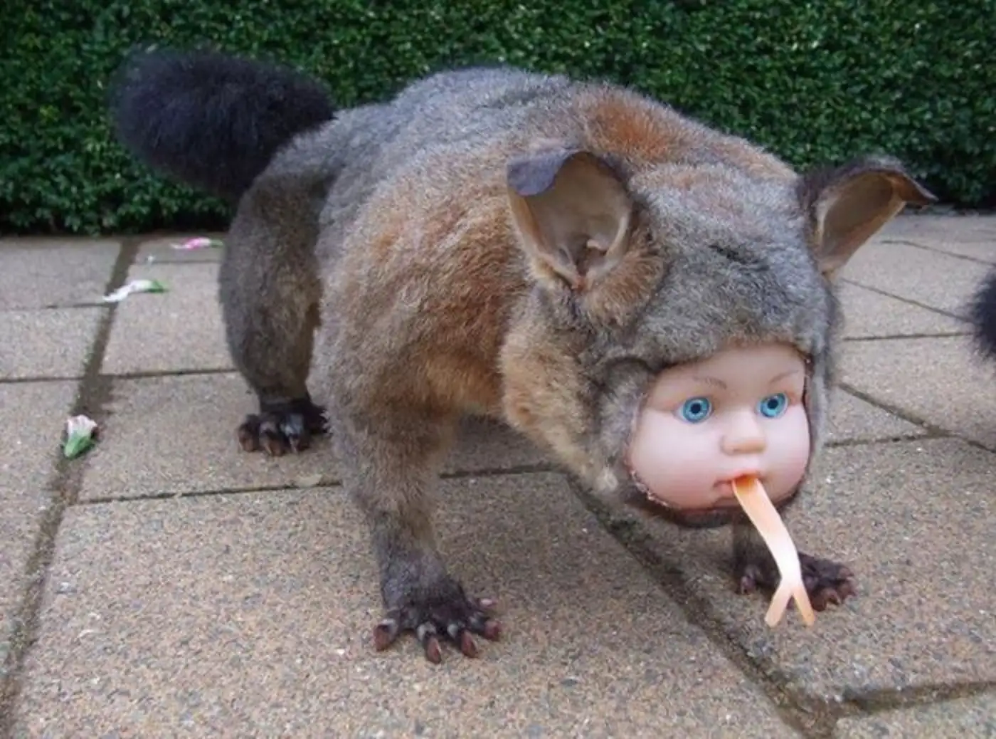 The Weirdos'​ Weird World: A Sarcastic Journey into the Bizarre