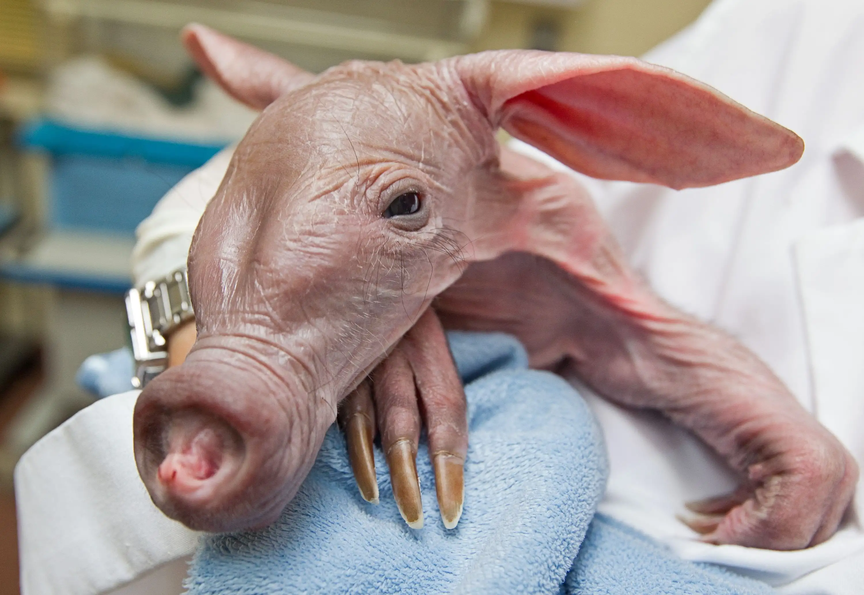 - Eyes Wide Shut: ​The Shocking Discovery of Our Meager Sensory Capabilities
