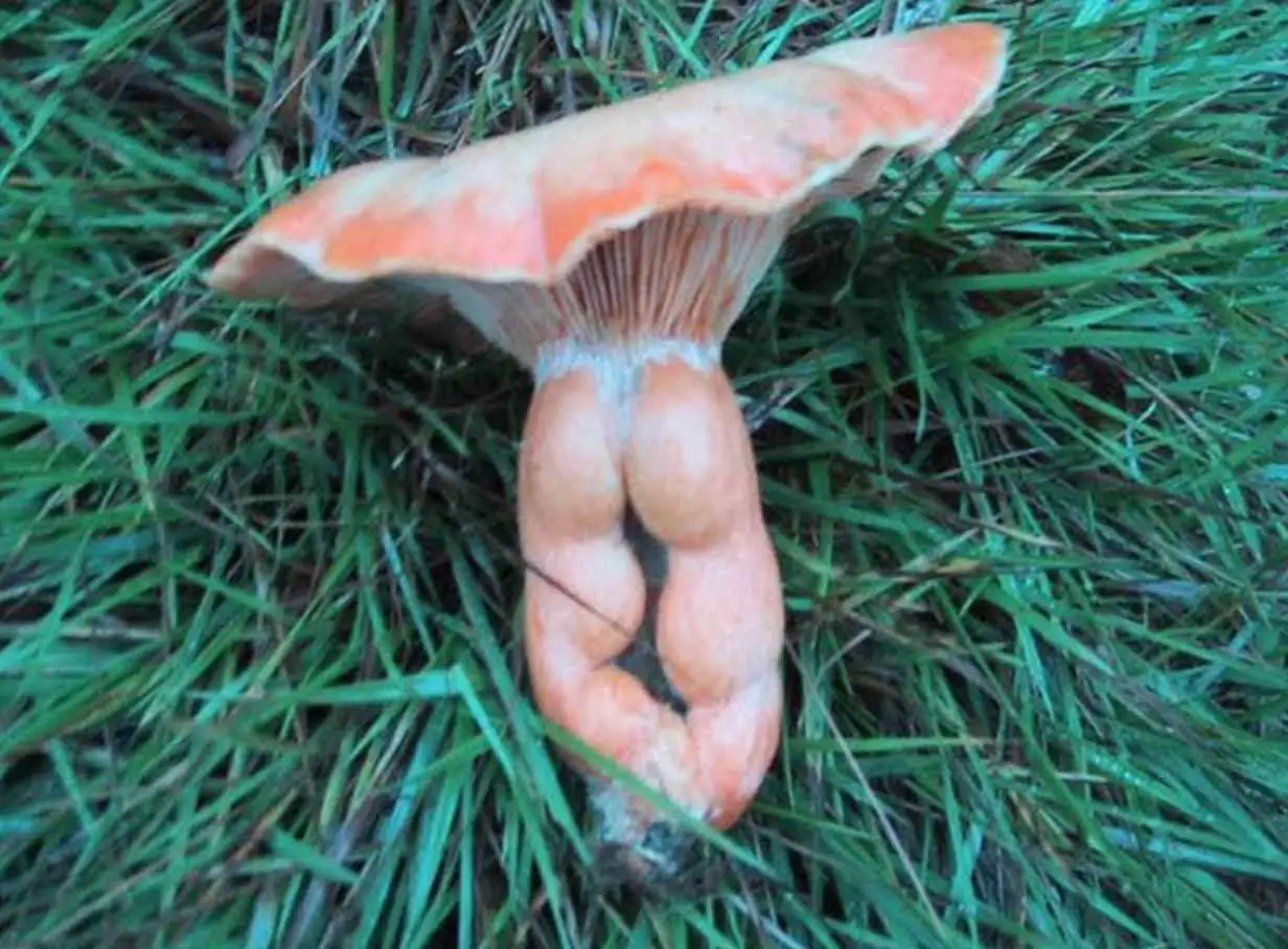 1. Astrobuffoons Adrift in Zero-G: The Great Zero-G Leap into lunacy