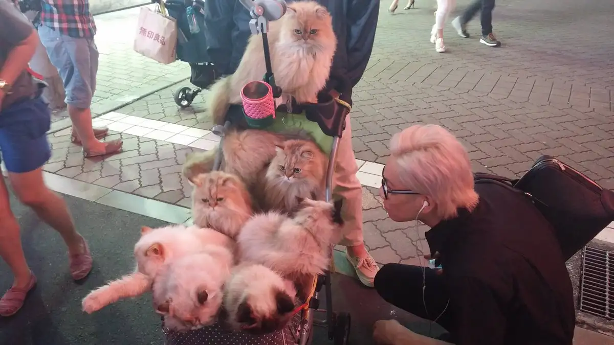 A ⁣Big Ol' Gallery of the Ugliest Mugs Ever: A Laugh-a-Thon in Dogs' Disguise!