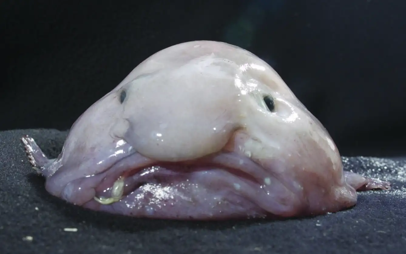 Blue Blooders Baffle with Blue Blood Discovery: Who Knew