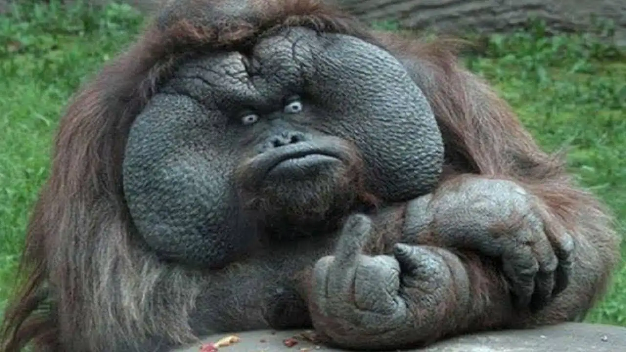 2. The Unexpected Origins and Brief Glory of Little Coin