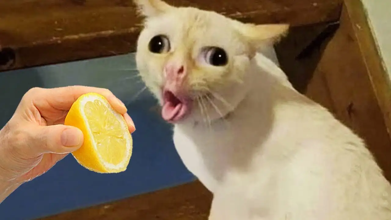 F*ck You, Corpse! Your Dead Hair Won't Stop Growing! (45 characters)