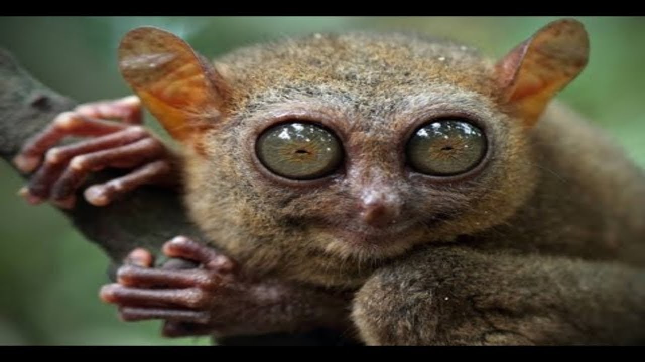 2. Embrace the Peculiar: Bizarre Delights and Curious Delicacies Await in