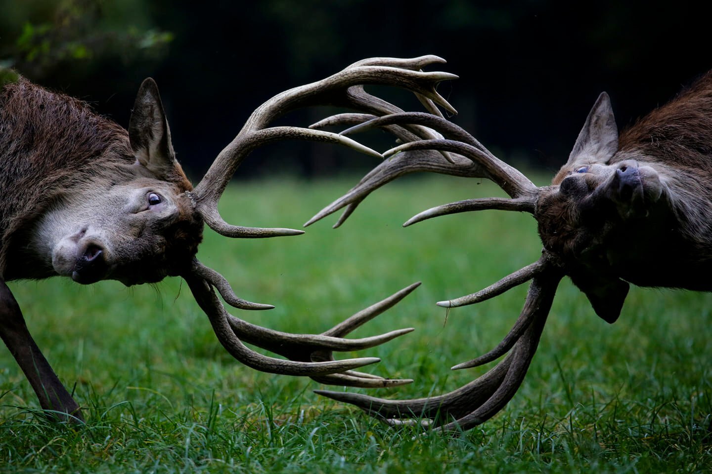 1. Outrageously Peculiar Eccentricities: Unearthing the Extraordinary Habits of Historically Noteworthy Figures