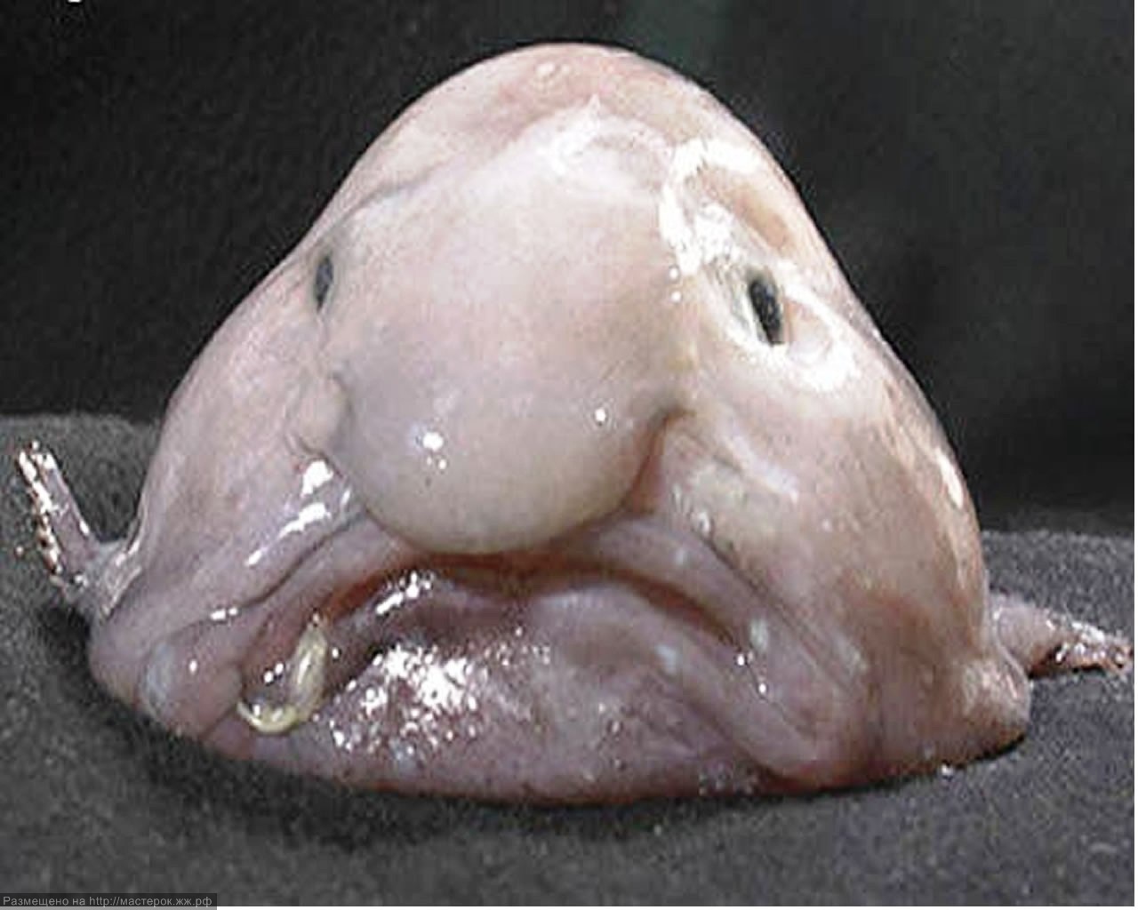 2. Embracing‌ Eau ‍de Elderly: Celebrating the Unique Odoriferous Charms of the Golden ‌Generation