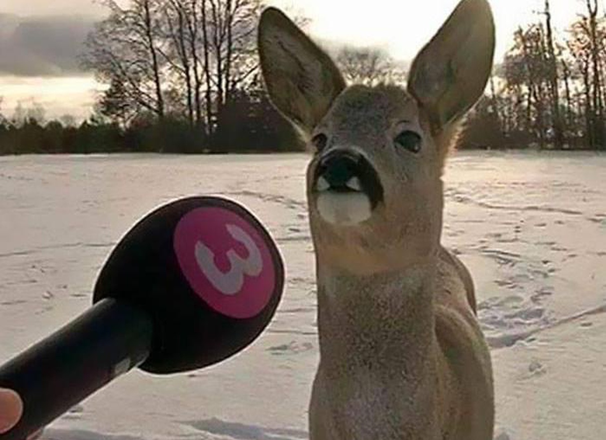 1. Unveiling the Enigma: Unconventional Personalities Caught on Camera